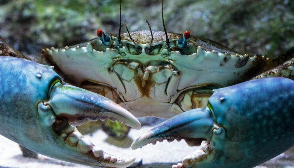 Types of Crabs: Are All These Crustaceans Edible?