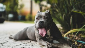 Pit Bull Myths: Researchers Debunk Misconceptions About the Dog Breed