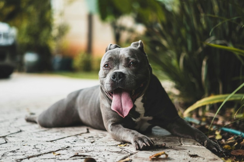 Pit Bull Myths: Researchers Debunk Misconceptions About the Dog Breed
