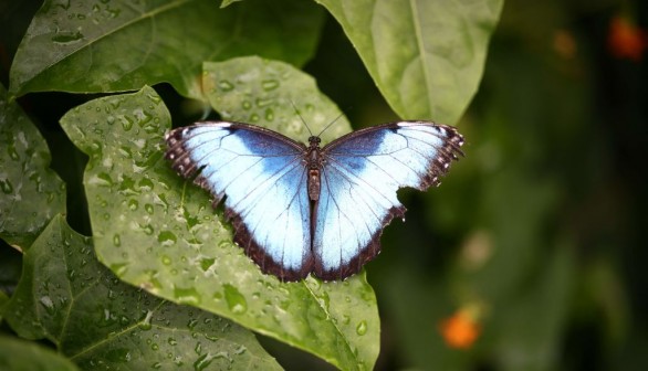 BRITAIN-CONSERVATION-BUTTERFLIES-ENVIRONMENT-NATURE