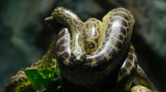 New Giant Anaconda Species ‘Northern Green Anaconda’ Discovered While Filming Will Smith’s Wildlife Documentary in the Amazon