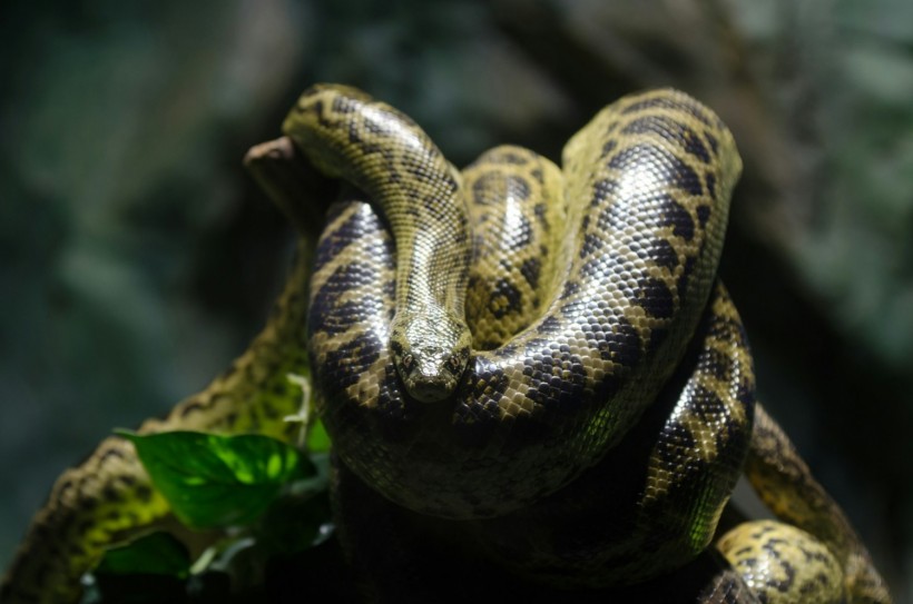 New Giant Anaconda Species ‘Northern Green Anaconda’ Discovered While Filming Will Smith’s Wildlife Documentary in the Amazon