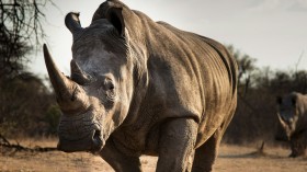 Rhino Conservation Efforts 'Fail' After 499 Rhinos Poached Across South Africa in 2023