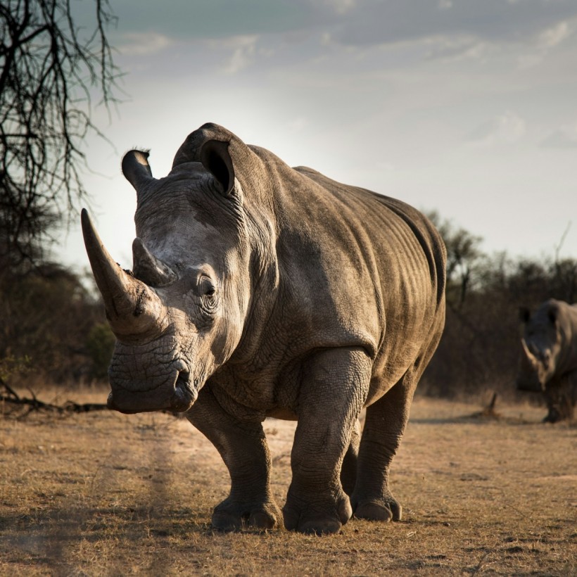 Rhino Conservation Efforts 'Fail' After 499 Rhinos Poached Across South Africa in 2023