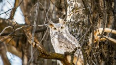 Flaco The Owl Death: Beloved New York City Eurasian Eagle-Owl Dies Following Apparent 'Collision' with Building's Glass Window