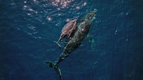 humpback whale