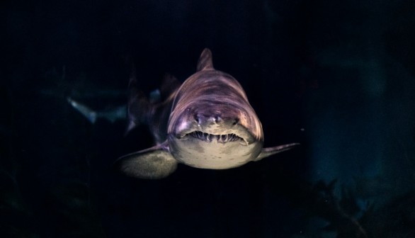Two Ancient Shark Species Named ‘Troglocladodus Trimblei’ and ‘Glikmanius Careforum’ Discovered in Mammoth Cave National Park 