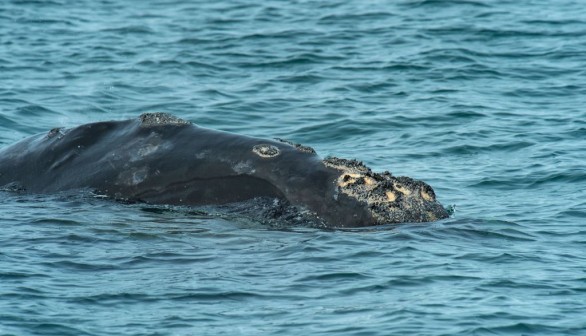 US-ENVIRONMENT-CONSERVATION-RIGHT-WHALES