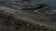 Elephant seals 