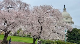 Washington, DC Cherry Blossom in 2023