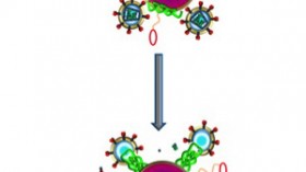 bee venom coated nanoparticles