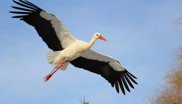 Stork Bird Visits Fisherman Friend in Turkey's Bursa Province for the 13th Consecutive Year