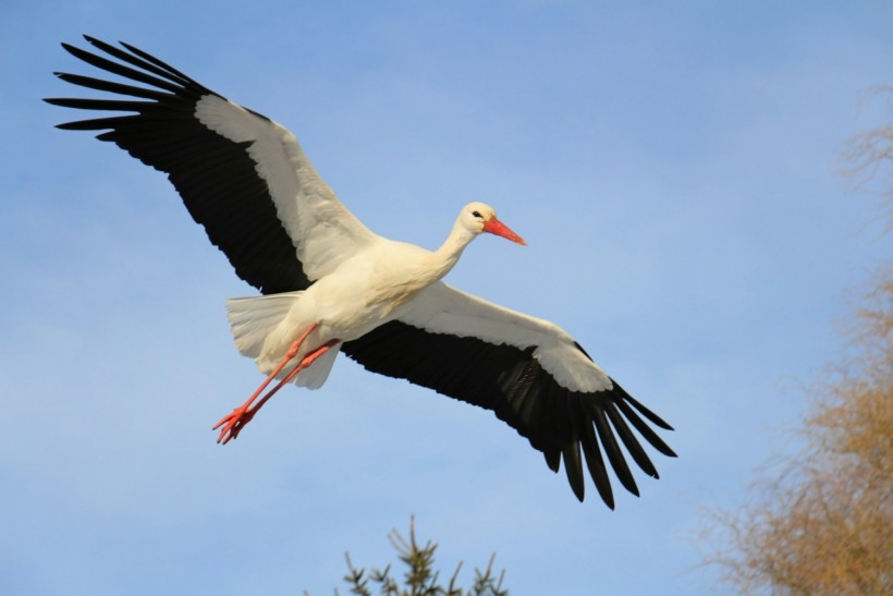 Stork Bird Visits Fisherman Friend in Turkey's Bursa Province for the 13th Consecutive Year