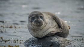 Over 2,500 Grey Seals Preparing for Spring Force Authorities to 'Seal' Off Norfolk Beach