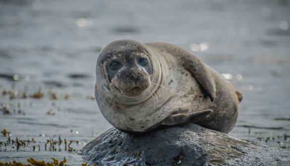Over 2,500 Grey Seals Preparing for Spring Force Authorities to 'Seal' Off Norfolk Beach