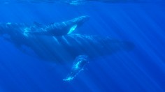 Humpback Whales Mating Near Maui, Hawaii Photographed for the First Time; Both Animals Were Male