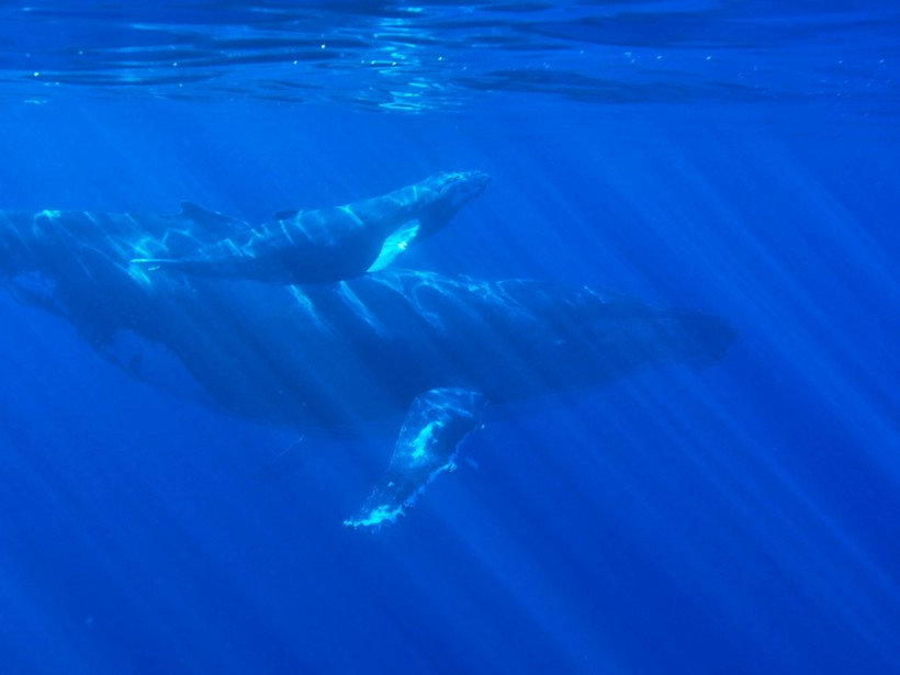 Humpback Whales Mating Near Maui, Hawaii Photographed for the First Time; Both Animals Were Male