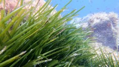 Seagrass 