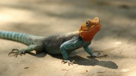 Lizards Across North America Facing Potential Population Decline Due to Climate Change, Deforestation [Study]