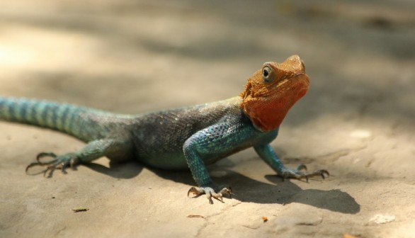 Lizards Across North America Facing Potential Population Decline Due to Climate Change, Deforestation [Study]