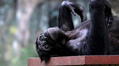 MALAYSIA-ANIMAL-CHIMPANZEE