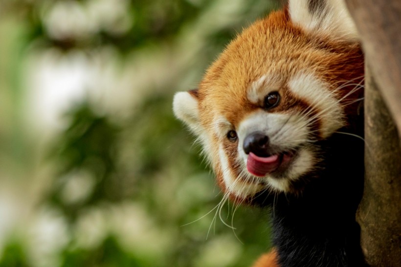 87 Animals Including Endangered Red Panda Found in Luggage of Foreigners at Thailand Airport