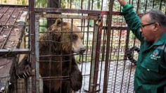 bear in Macedonia
