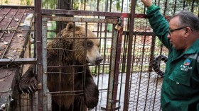 bear in Macedonia