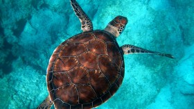Sea Turtle Dies After Swallowing Halloween Toy, Scientists Highlight Impact of Plastic Pollution [Study]