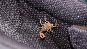 Scorpion Attack: Man Wakes Up from Excruciating Pain in Las Vegas Hotel After Scorpion Stung His 'Testicles'