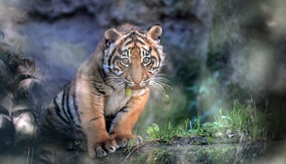 ITALY-ZOO-ANIMAL-TIGER