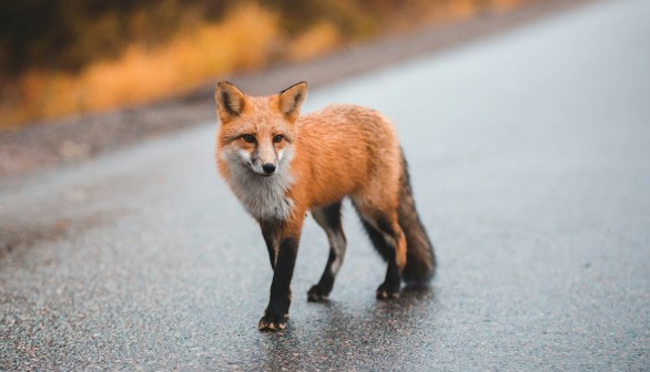Fox Costume Worn by Richmond Wildlife Center Staff to Feed on Orphaned Red Fox Kit [VIDEO]