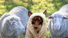 sheep dog literal