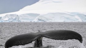 ANTARCTICA-COLOMBIA-ENVIRONMENT-SCIENCE-ANIMAL-RESEARCH-WHALES