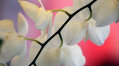 View of a white national orchid for sale