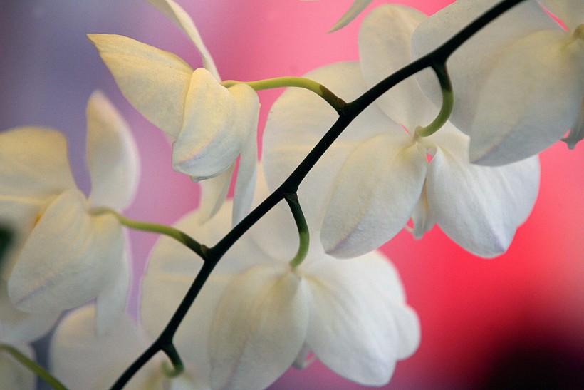 View of a white national orchid for sale