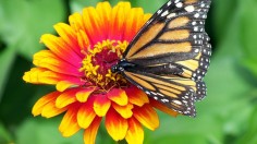 monarch butterfly