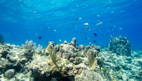A stock photo of coral reef in Key West, Florida