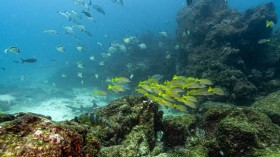 TOPSHOT-ECUADOR-ENVIRONMENT-GALAPAGOS-FISHING-OCEANS