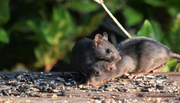 Zombie Mice Infestation: Over 1 Million Bird-Eating Rodents to Undergo 'Mass Extermination' on Marion Island