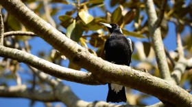 A magpie bird in Sydney