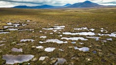 The Flow Country’s peatland in Scotland