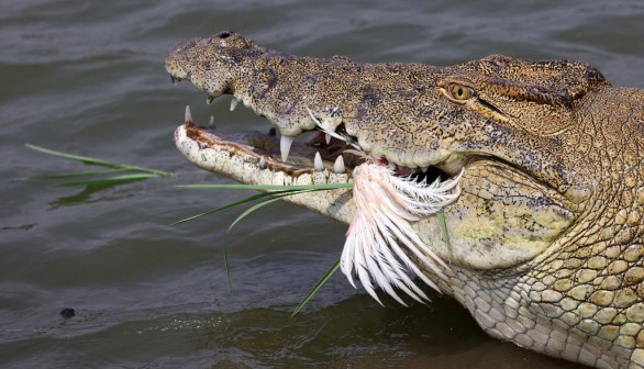 crocodile