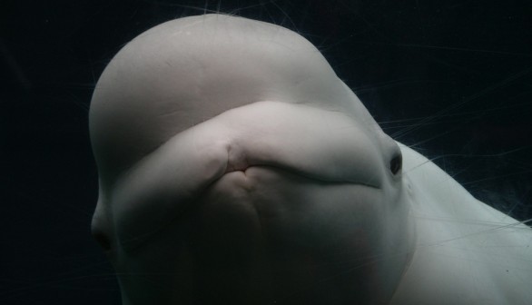 Beluga Whales Change the Shape of Their 'Melon' Heads During Intra-Species Communication [Study]