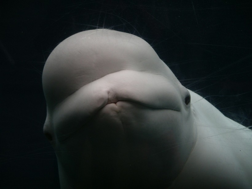 Beluga Whales Change the Shape of Their 'Melon' Heads During Intra-Species Communication [Study]