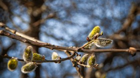 US Allergy Forecast: Budding Trees and Plants May Impact Allergy Sufferers Nationwide During Pollen Season