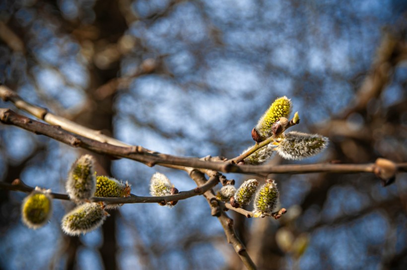 US Allergy Forecast: Budding Trees and Plants May Impact Allergy Sufferers Nationwide During Pollen Season