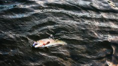 Lake Traverse: At Least 2,000 Fish Found Dead at Minnesota Border Lake Due to 'Gas Supersaturation Trauma'