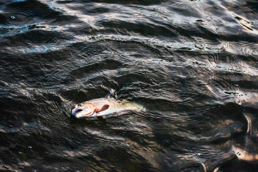 Lake Traverse: At Least 2,000 Fish Found Dead at Minnesota Border Lake Due to 'Gas Supersaturation Trauma'