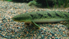 Polypterus